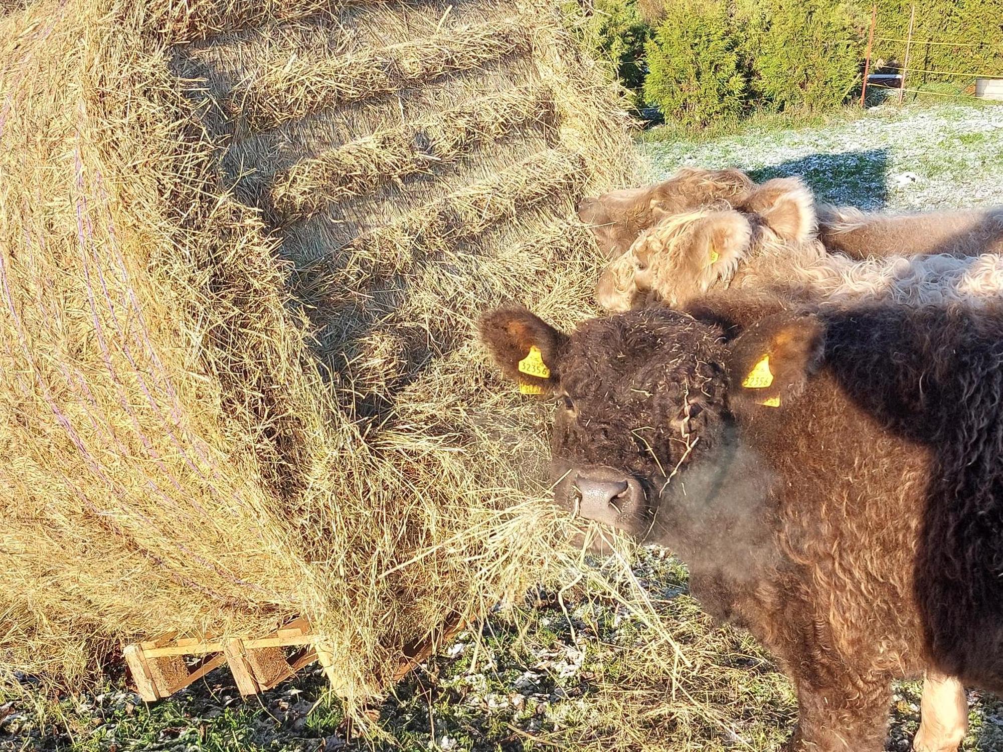 Ferienwohnung Auf Dem Land Dittersbach Exteriör bild